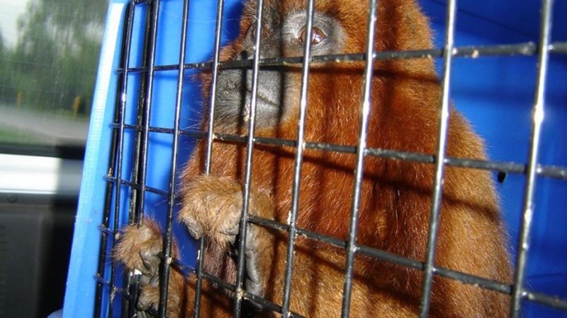 Bugio-ruivo (Alouatta guariba clamitans) sendo destinado após conflito em meio rural por ataque de cães domésticos