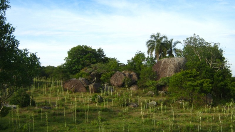 podocarpus 10 12 2010 126