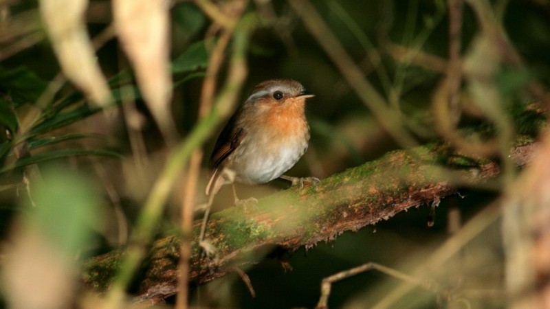 chupa dente ( Conopophaga lineata ) 