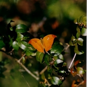 Turvo borboleta 