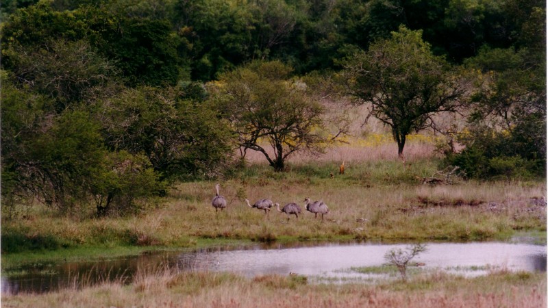 Ibirapuitã aves 