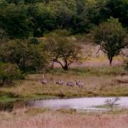 Ibirapuitã aves 