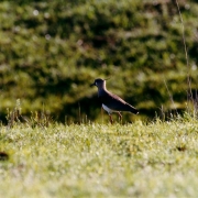 Ibirapuitã aves 