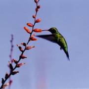 Ibirapuitã aves 