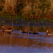 Ibirapuitã aves 