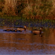 Ibirapuitã aves 