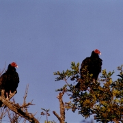 Ibirapuitã aves 