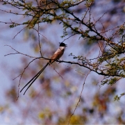 Ibirapuitã aves