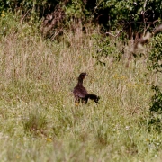 Ibirapuitã aves