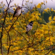 Ibirapuitã aves 