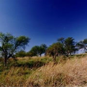 Ibirapuitã vegetação 