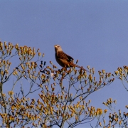 Ibirapuitã aves