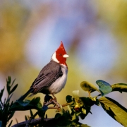 Ibirapuitã aves 