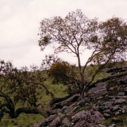 Ibirapuitã vegetação 