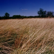 Ibirapuitã vegetação 